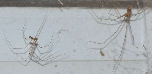 Réf. 308 091 : Pholcus phalangioides